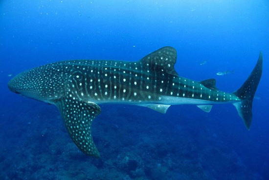 Whale shark swimming underwater with a clear view of its dark dorsal surface covered in whitish spots on the head and fins with the spots encased in a checkerboard pattern on the rest of the dorsal surface