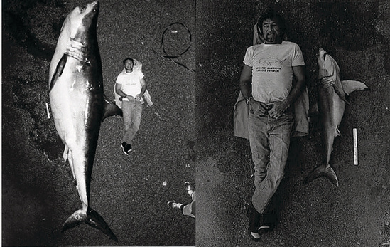 A small and a large white shark positioned next to the same man in a side by side comparison showing the vast difference in size of the sharks with one spanning the man from his shoulders to his knees and the other nearly three times his total length.