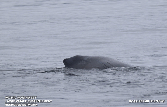 HumpbackEntanglement3.jpg
