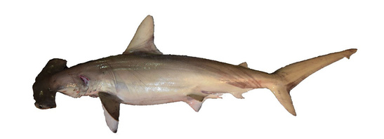 Side view of a scalloped hammerhead also showing the topside of its curved hammer shaped head with an indentation in the center of the hammer