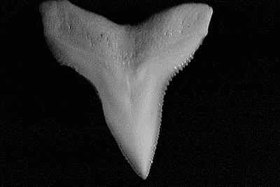 Single bull shark tooth showing its heavily serrated, broad triangular shape.