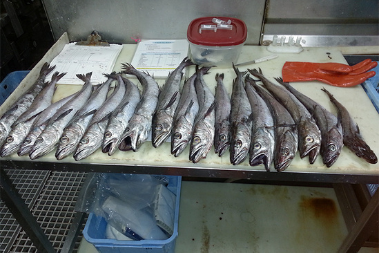 Pacific hake on a catcher processor observer sampling station