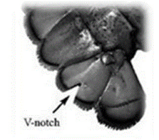 lobster with a v-notch